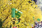Từ vựng tiếng Anh về các loài hoa
