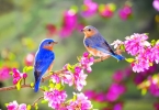 Cụm từ và thành ngữ tiếng anh về mùa xuân