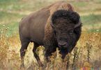 Reading: chủ đề Buffalo