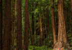 Reading: chủ đề Redwoods Trees