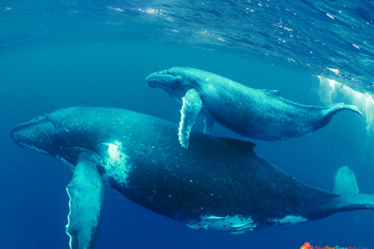 Reading: chủ đề The blue whale 