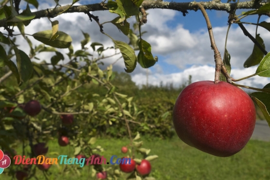 Vocabulary: Các loại thức ăn