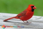 Reading: Chủ đề Cardinals