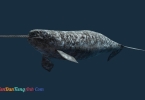 Reading: Chủ đề Narwhal 