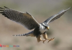 Reading: Chủ đề Peregrine Falcon 