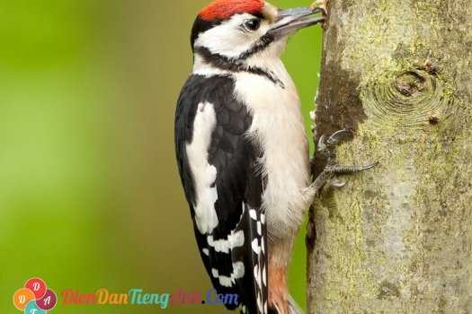 Reading: Chủ đề Woodpecker