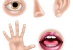 Từ Vựng Tiếng Anh Theo Chủ Đề: Face And Body Parts