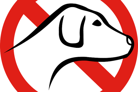 Truyện Thiếu Nhi: No dogs!