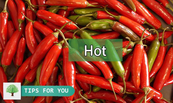 Hot /hɔt/: vị cay nồng, nóng, thường được làm từ ớt, tiêu