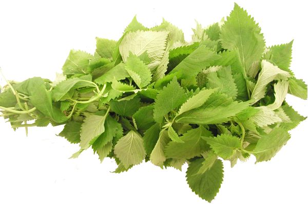 Ramie leaf: lá Gai, lá Giang, lá kinh giới