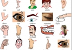 Từ vựng về bộ phận cơ thể người
